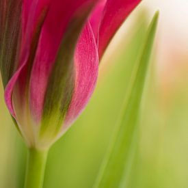 Tulp von Wendy van Kuler Fotografie