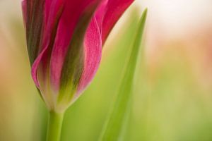 Tulpe mit Weichzeichner