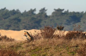 Aufwärmen in der Sonne von Albert Rap