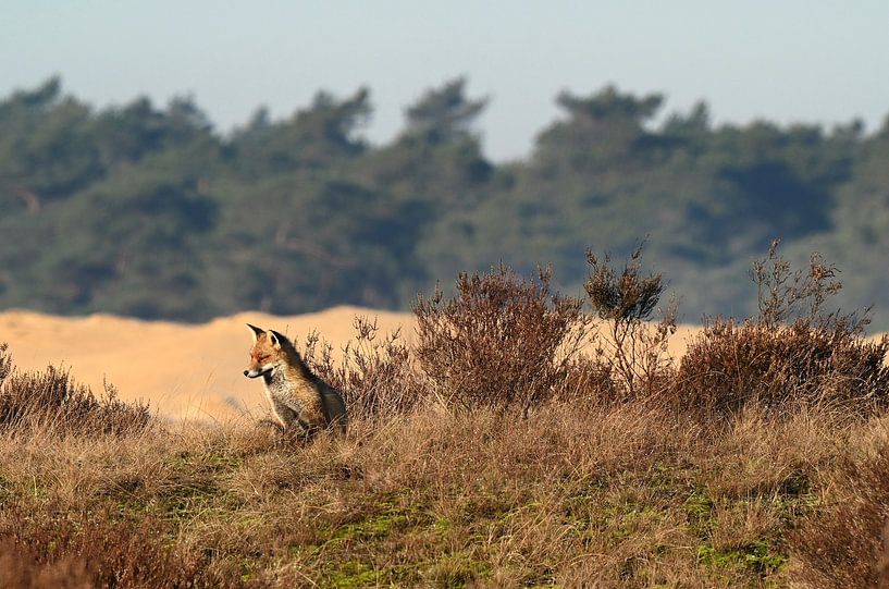 Warming up in the sun by Albert Rap