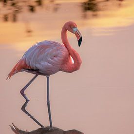 Roze Reflectie op Isabela van Lex van Doorn