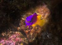 Fairy Basslet Portrait, Bonaire