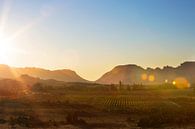 Zonsondergang boven de Afrikaanse wijnvelden by Dexter Reijsmeijer thumbnail
