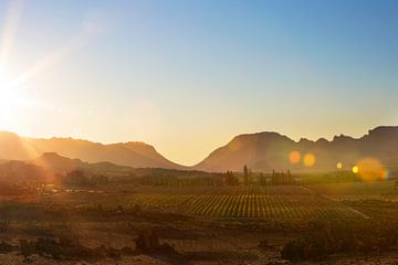 Zonsondergang boven de Afrikaanse wijnvelden von Dexter Reijsmeijer