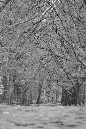  Branches d'arbres sur un sentier forestier sur le Hoge Veluwe. Noir blanc  sur Aart Hoeven / Dutch Image Hunter