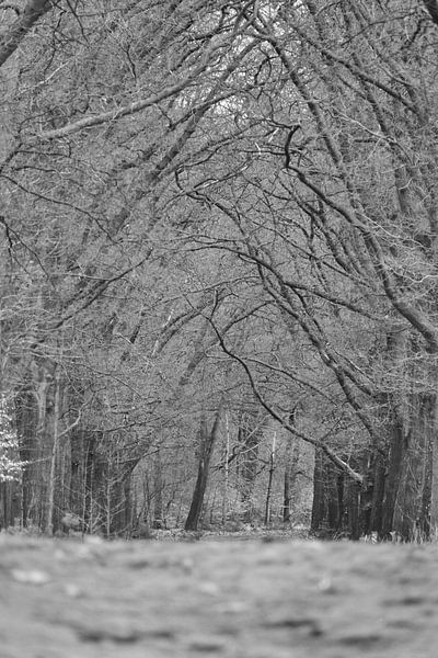  Branches d'arbres sur un sentier forestier sur le Hoge Veluwe. Noir blanc  par Aart Hoeven / Dutch Image Hunter