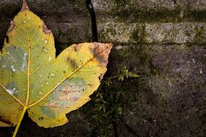Herfstblad met regendruppels