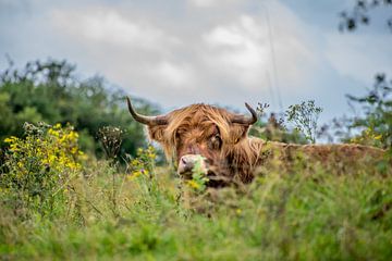 schotse hooglander even gluren van SjennaFotografie