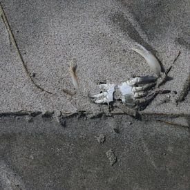 Crabe sur la plage sur Matthias Brix