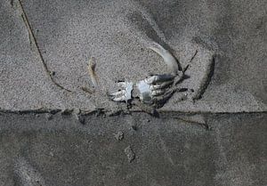 Crabe sur la plage