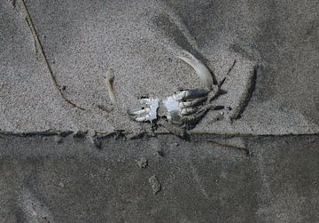 Krabbe am Strand von Matthias Brix
