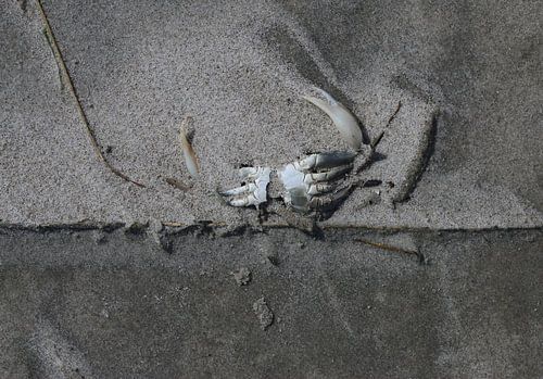 Krab op het strand