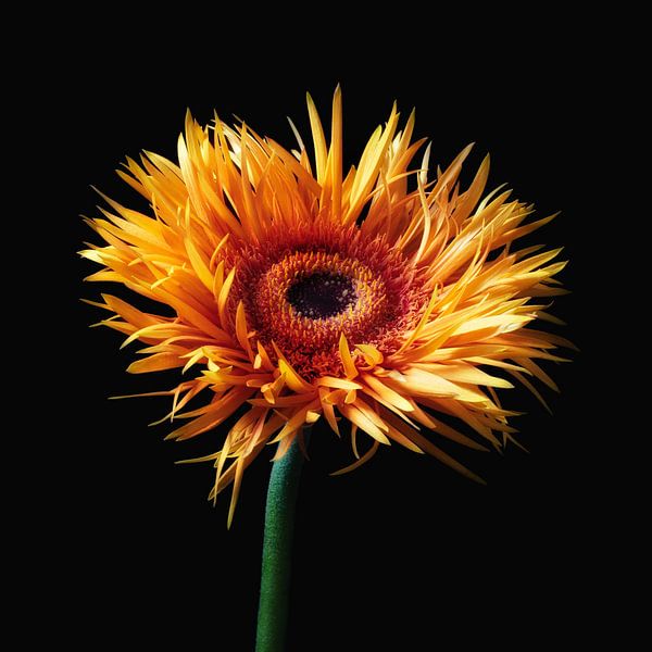 Gerbera: Glühen im Dunkeln von Klaartje Majoor