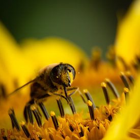 Bee enjoys sunflower by Esther Wagensveld