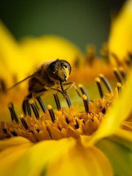 L'abeille apprécie le tournesol sur Esther Wagensveld