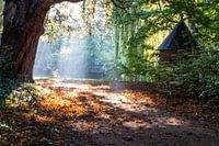 Sonnenstrahlen im Wald