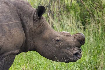 Neushoorn in Zuid Afrika van Sander Groenendijk