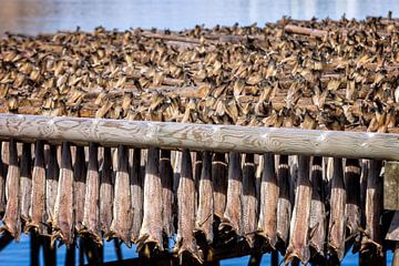 Le stockfish est mis à sécher sur les Lofoten, dans le nord de la Norvège. sur gaps photography