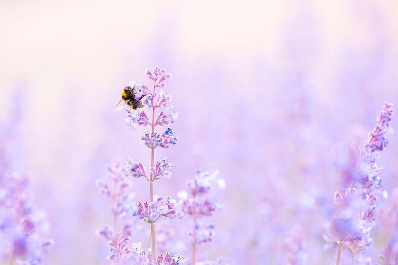 Le bourdon renifle le pollen des fleurs par Francis Dost