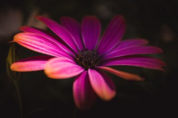 Afrikanisches Gänseblümchen von Sandra Hazes