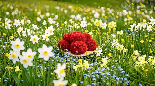 Een idyllisch Zwartwoud in een zee van bloemen 7,0