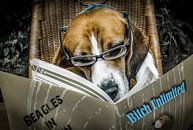 Dirty Beagle van Dennis Timmer thumbnail