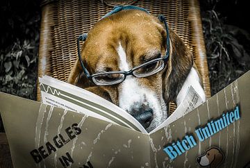 Dirty Beagle von Dennis Timmer