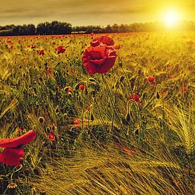 Klaprozen in korenveld met ondergaande zon van Fotografie Arthur van Leeuwen