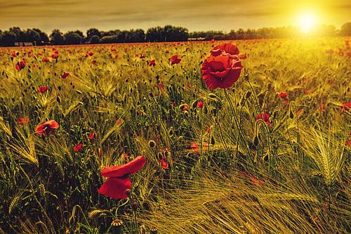 Klaprozen in korenveld met ondergaande zon