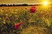 Klaprozen in korenveld met ondergaande zon van Fotografie Arthur van Leeuwen