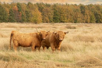 zwei schottische Hochlandbewohner auf dem Hijkerveld von M. B. fotografie