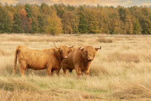 twee schotse hooglanders op het Hijkerveld