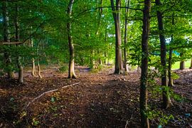 Groen licht van Vogelvrij fotografie