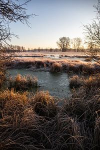 Wiese und Bäume im Winter, Landschaftsaufnahme am Morgen