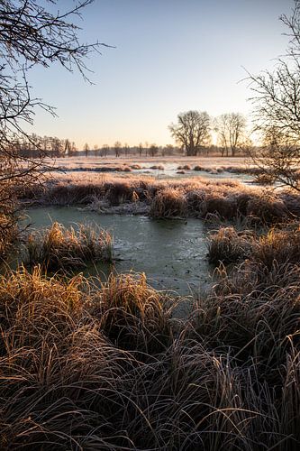 Weiland en bomen in de winter, landschapsopname in de ochtend