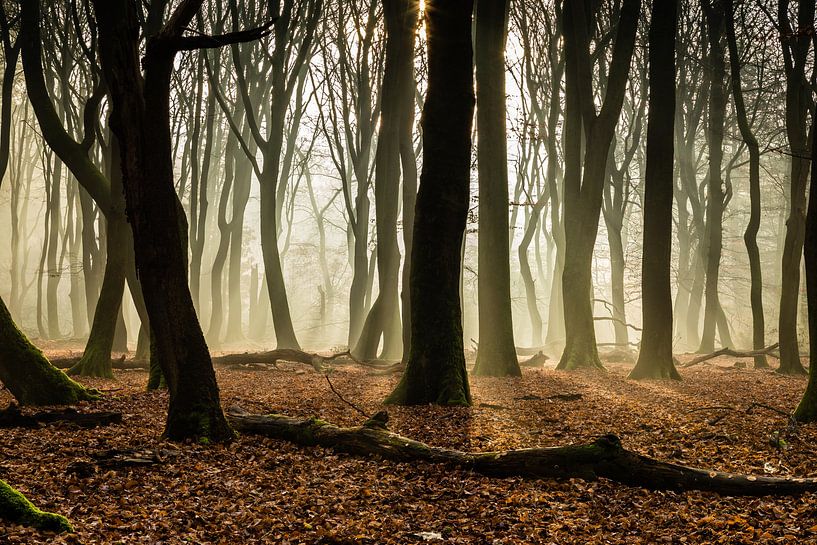 Arbres à danser par René Groenendijk