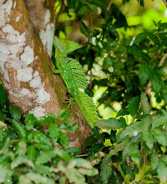 Basilisk van Maarten Verhees