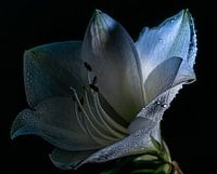 Weiße Amaryllis