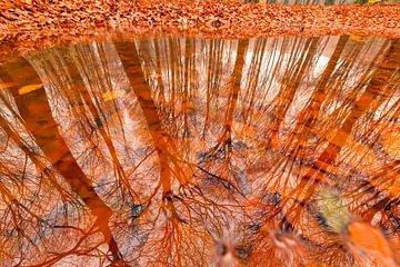 Reflection in a puddle of  Beech trees in a forest by Sjoerd van der Wal Photography