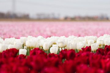 Drie kleuren tulpen in een veld van MdeJong Fotografie