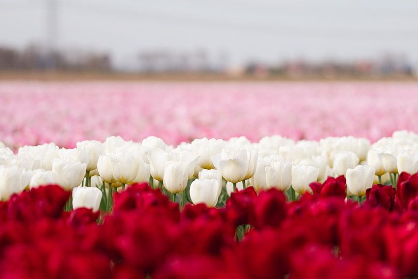 Three colors of tulips in a field by MdeJong Fotografie