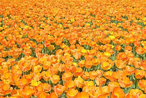 OrangeTulips