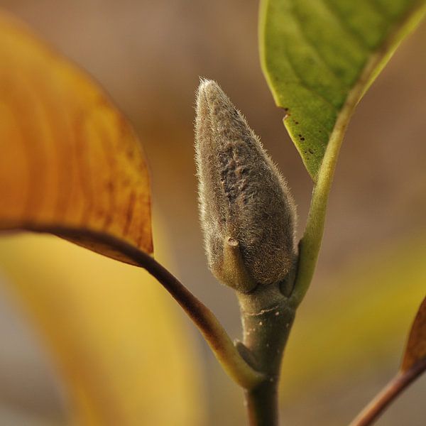 Magnolia in de herfst van Bargo Kunst