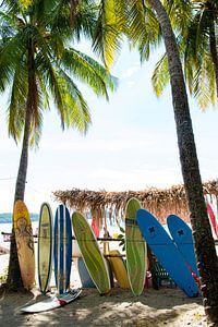 Planches de surf sous les palmiers sur Bianca ter Riet