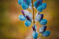 Paarse bloemblaadjes