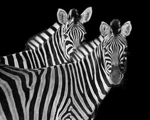 These zebras are looking at you by Patrick van Bakkum