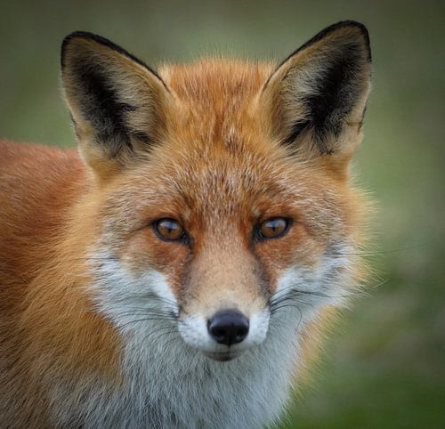 Portrait fox / red fox