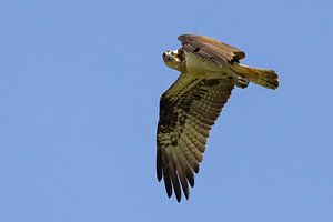 Fischadler im Vorbeiflug