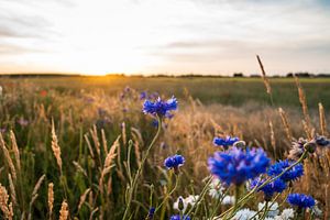 Blauwe korenbloemen bij romantische zomeravond