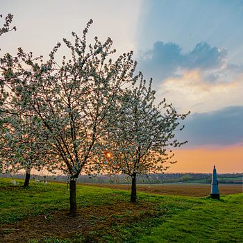 beautiful sunset with warm colors between the flowering fruit trees in Maastricht on the border